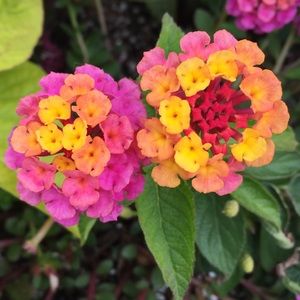 Meet your Posher, Kayleigh